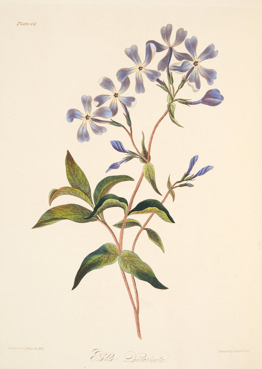 Lychnidea à floraison précoce, des Illustrations florales des saisons, pub. 1829 - Margaret Roscoe