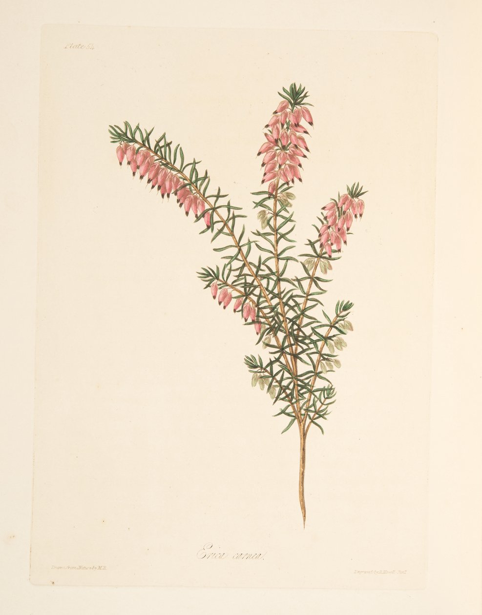 Bruyère à fleurs précoces de couleur chair, des Illustrations florales des saisons, pub. 1829 - Margaret Roscoe