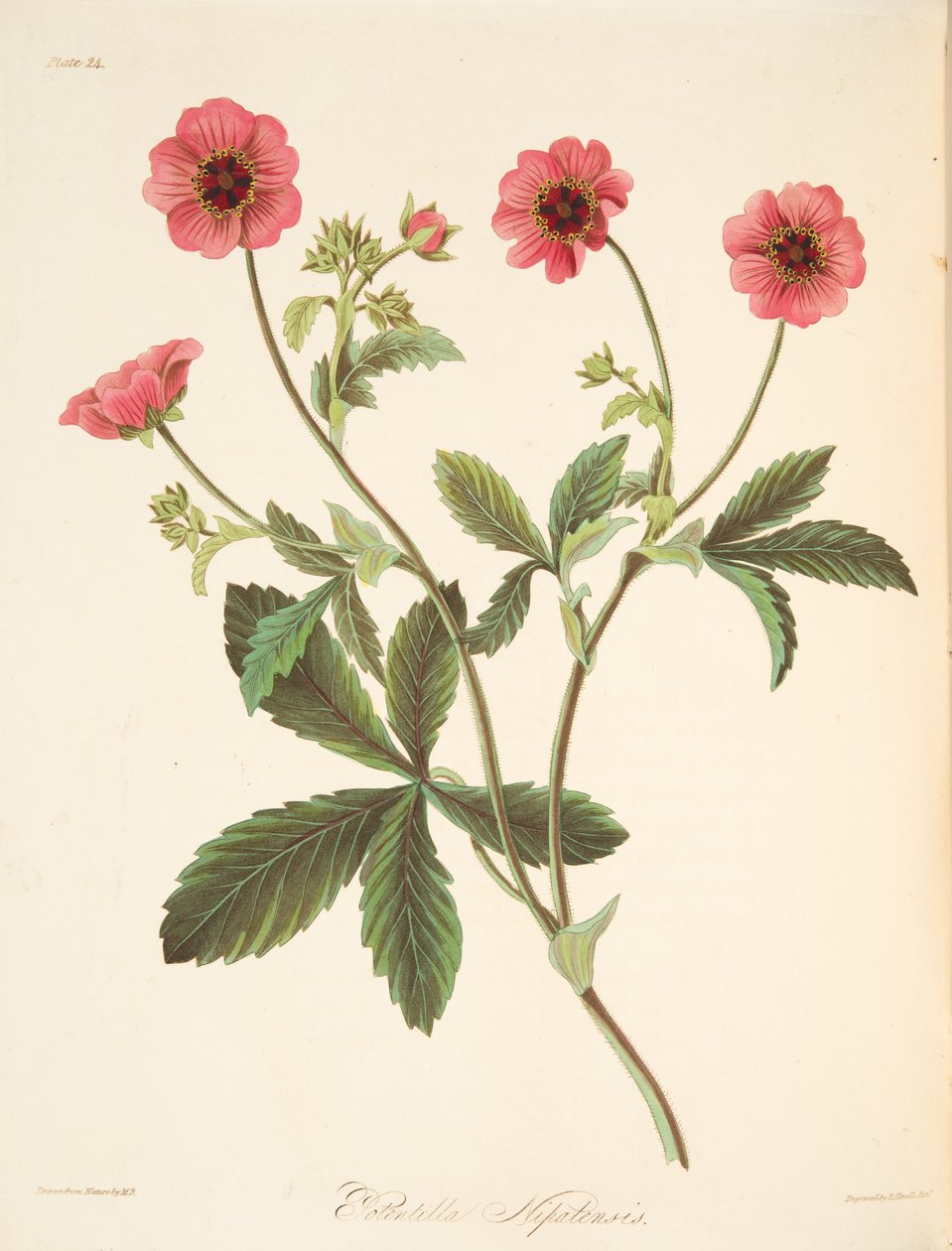 Potentille du Népal, des Illustrations florales des saisons, pub. 1829 - Margaret Roscoe