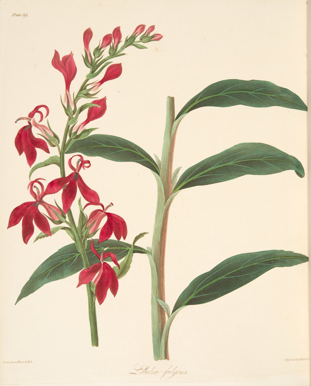 Lobélie resplendissante, des Illustrations florales des saisons, pub. 1829 - Margaret Roscoe