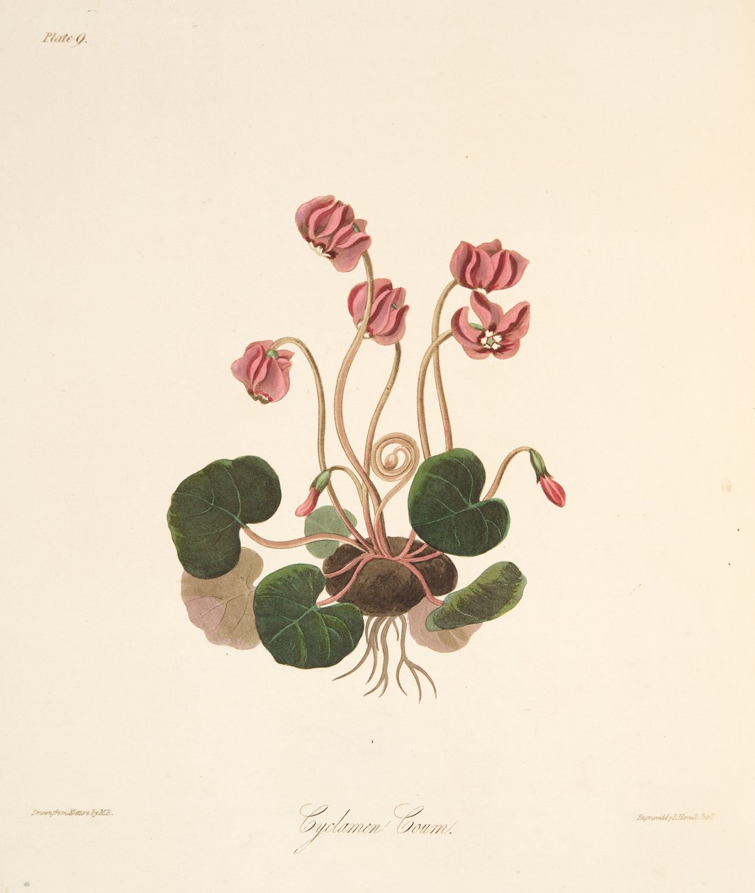 Cyclamen à feuilles rondes, des Illustrations florales des saisons, pub. 1829 - Margaret Roscoe
