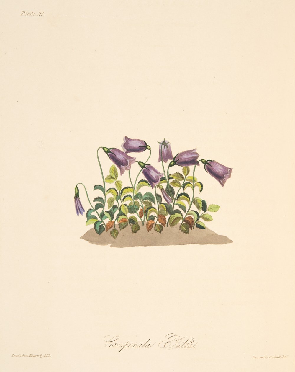 Campanule rousse, des Illustrations florales des saisons, pub. 1829 - Margaret Roscoe