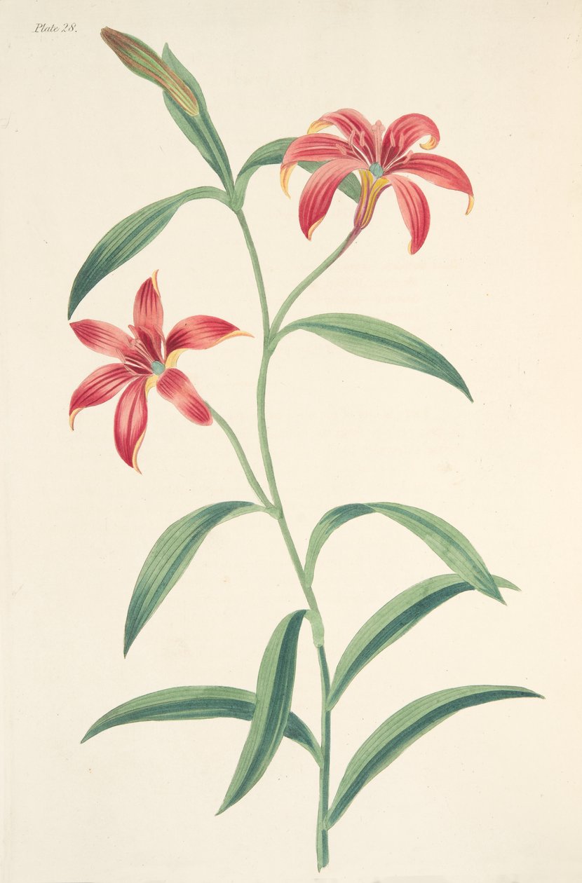 Lys chinois monochrome, des Illustrations florales des saisons, pub. 1829 - Margaret Roscoe