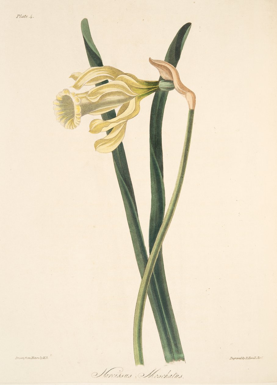 Narcisse espagnol, des Illustrations florales des saisons, pub. 1829 - Margaret Roscoe