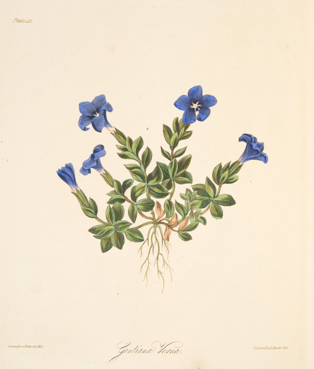 Gentiane printanière, des Illustrations florales des saisons, pub. 1829 - Margaret Roscoe