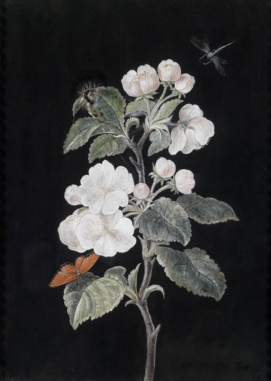 Fleurs de pommier avec papillons - Margaretha Barbara Dietzsch