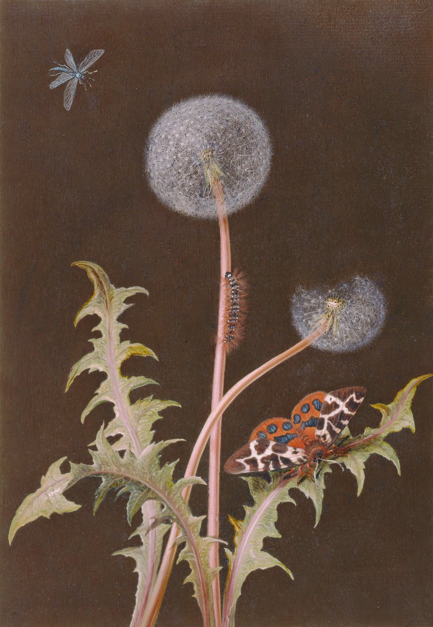 Pissenlit (Taraxacum officinale) avec insectes - Margaretha Barbara Dietzsch