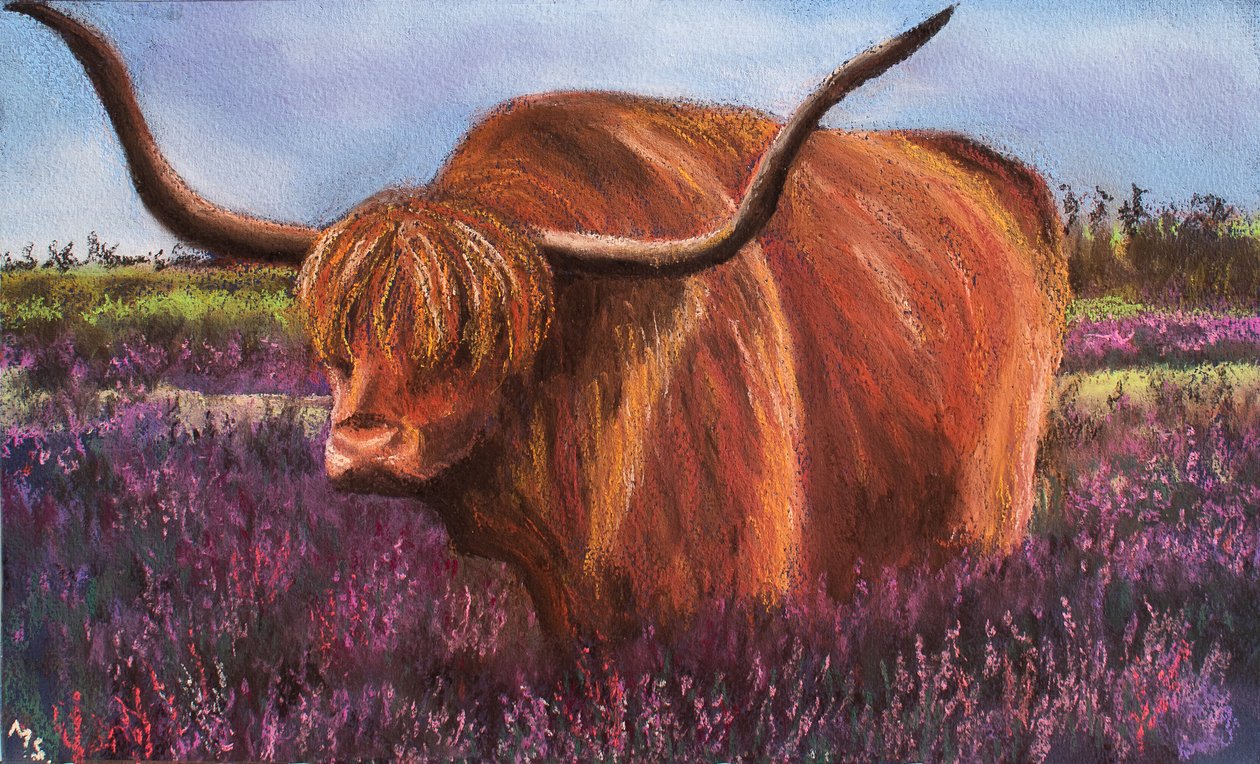 Taureau des Highlands dans la bruyère écossaise, 2018 - Margo Starkey