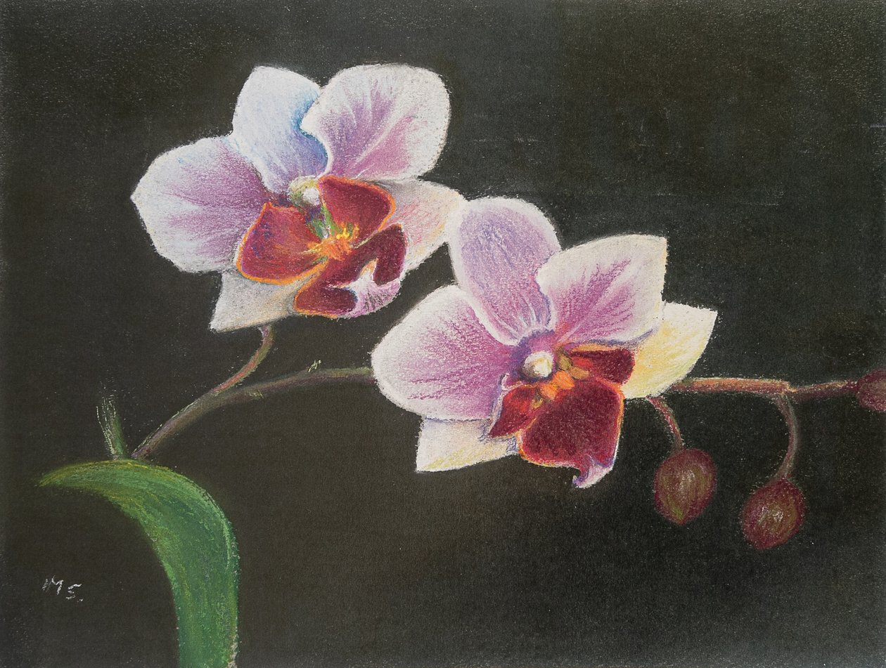 Orchidée dans ma chambre - Margo Starkey