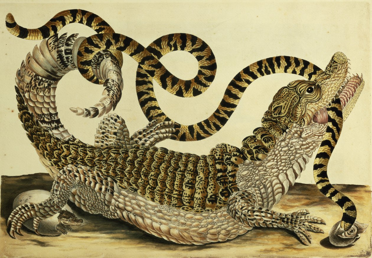 Alligator et Serpent, 1730 - Maria Sibylla Merian