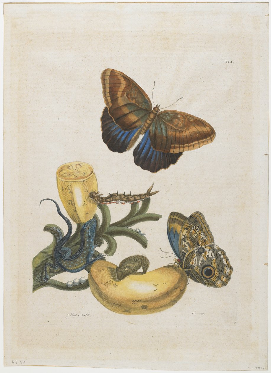 Bananes et lézard bleu, 1705-71 - Maria Sibylla Merian