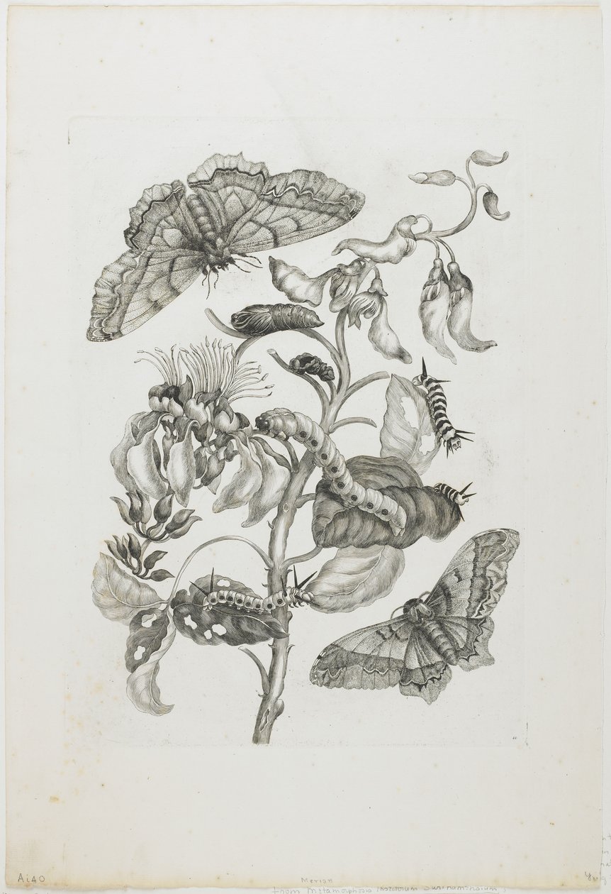 Chenilles, papillons et fleur, 1705-71 - Maria Sibylla Merian