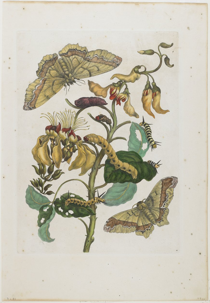 Chenilles, papillons et fleur, 1705-71 - Maria Sibylla Merian