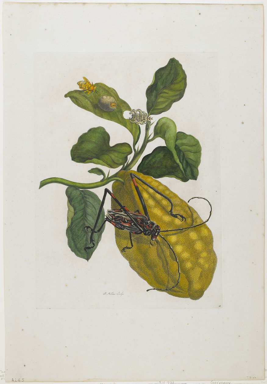 Agrumes et scarabée, 1705-71 - Maria Sibylla Merian