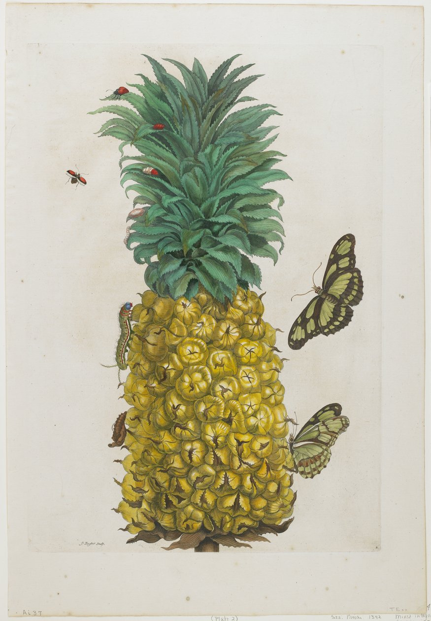 Ananas mûr avec des papillons, 1705-71 - Maria Sibylla Merian