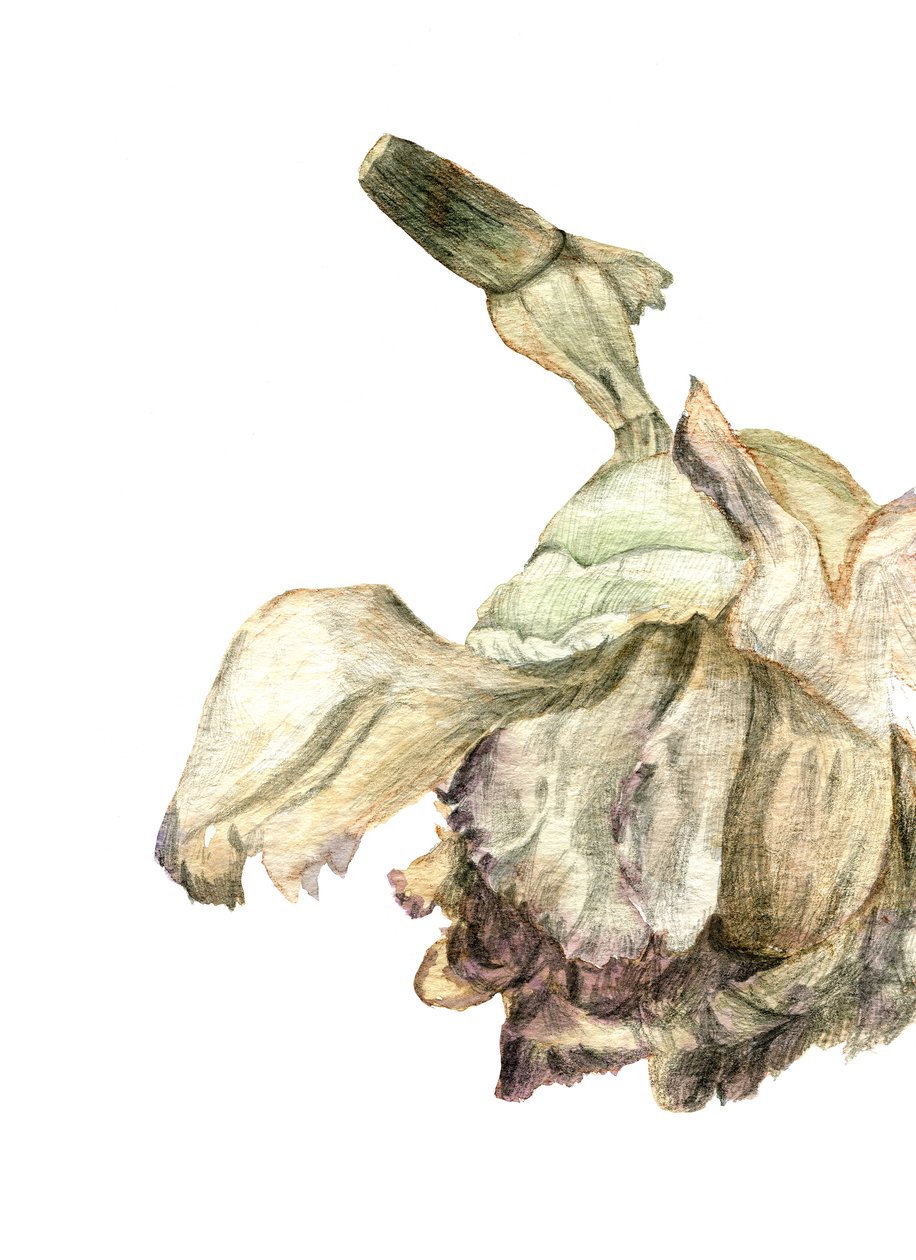 Fleur d