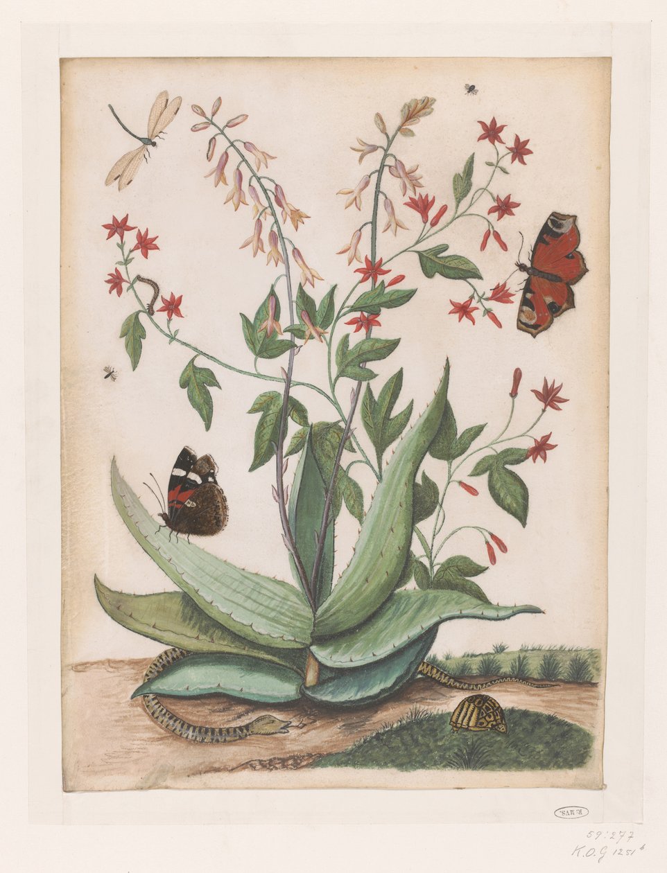 Papillons, un serpent et une tortue autour d