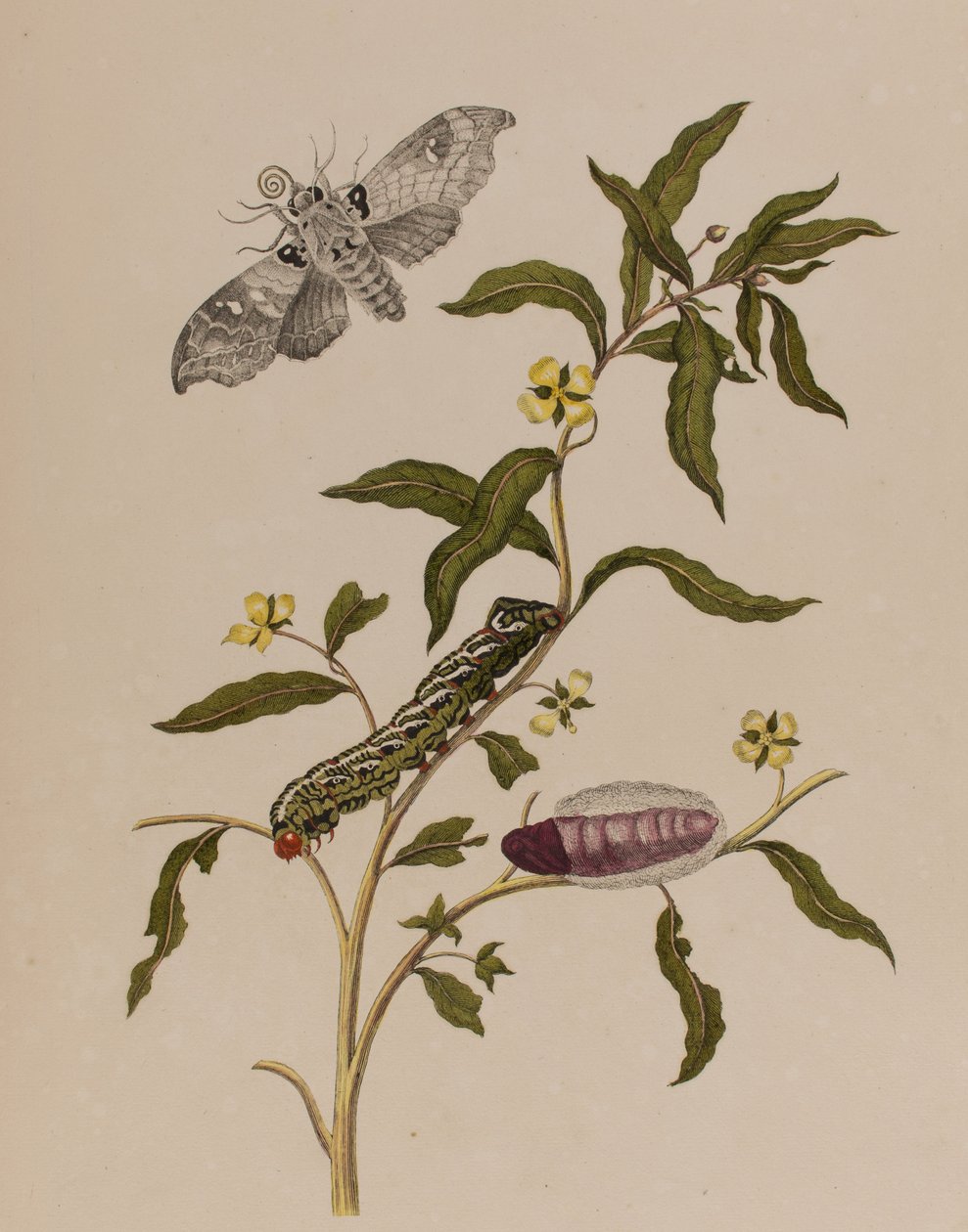 Illustration de 
