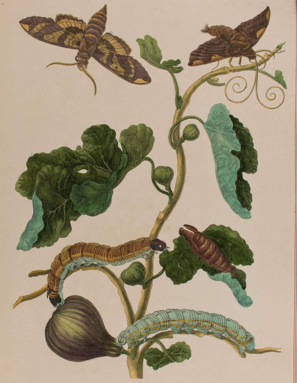 Illustration de 