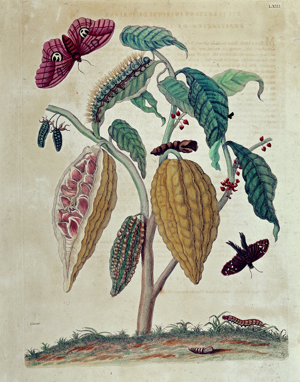 Cacao - dans "Histoire générale des insectes du Suriname et de toute l