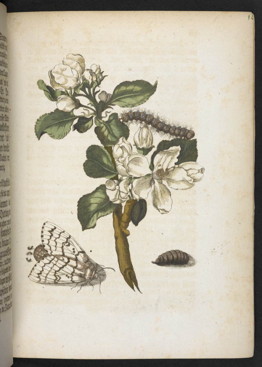 La merveilleuse transformation des chenilles et leur nourriture florale... - Maria Sibylla Merian