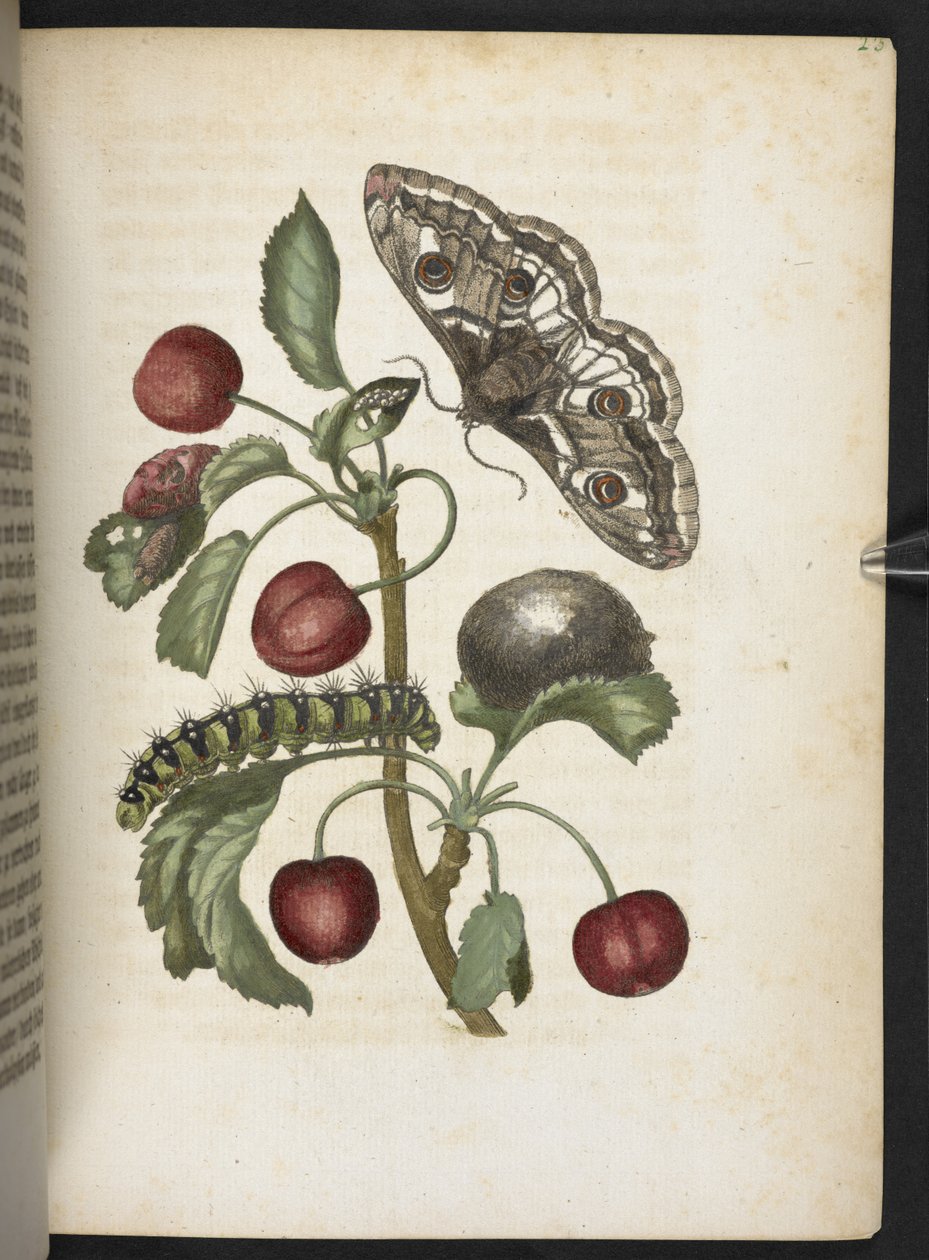 La merveilleuse transformation des chenilles et leur nourriture florale... - Maria Sibylla Merian