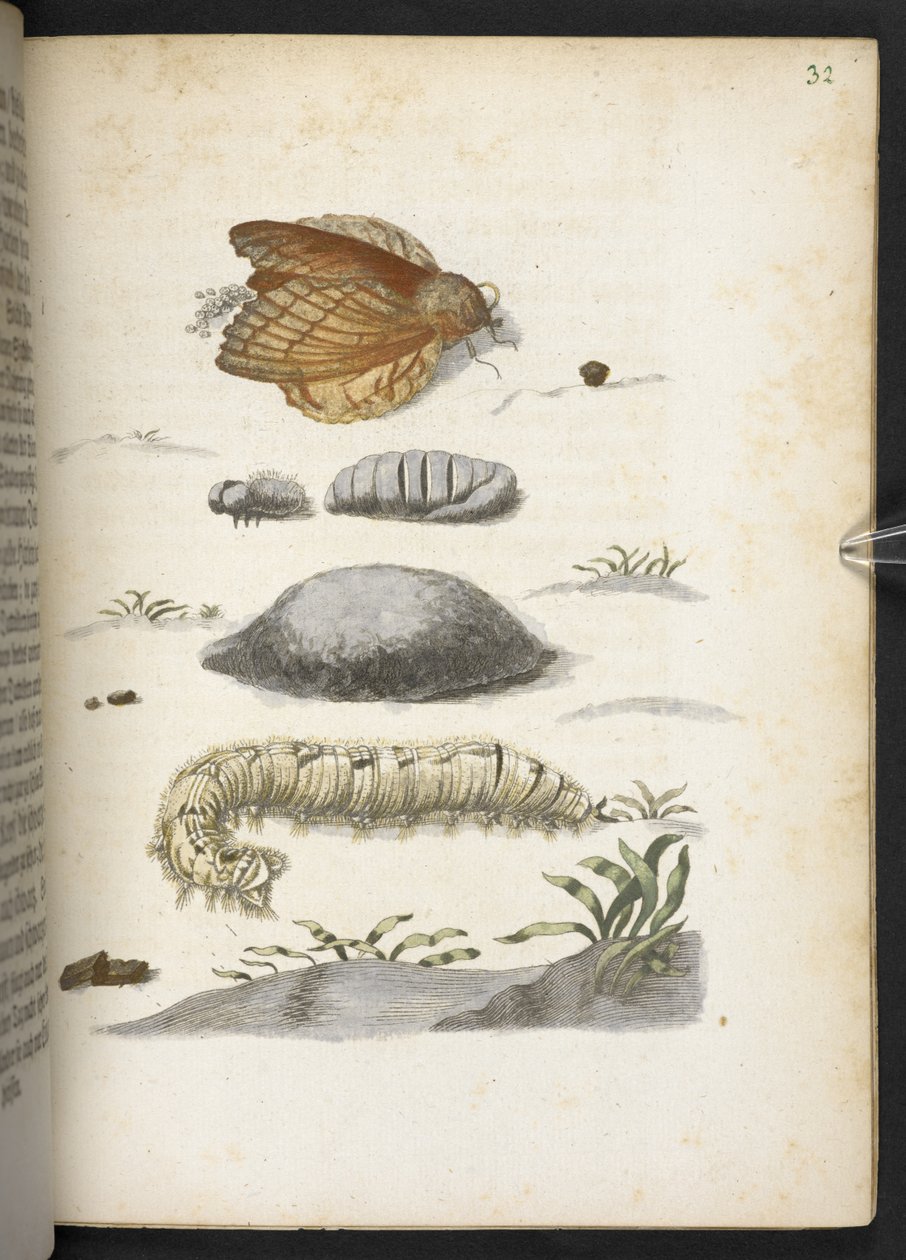 La merveilleuse transformation des chenilles et leur nourriture florale... - Maria Sibylla Merian