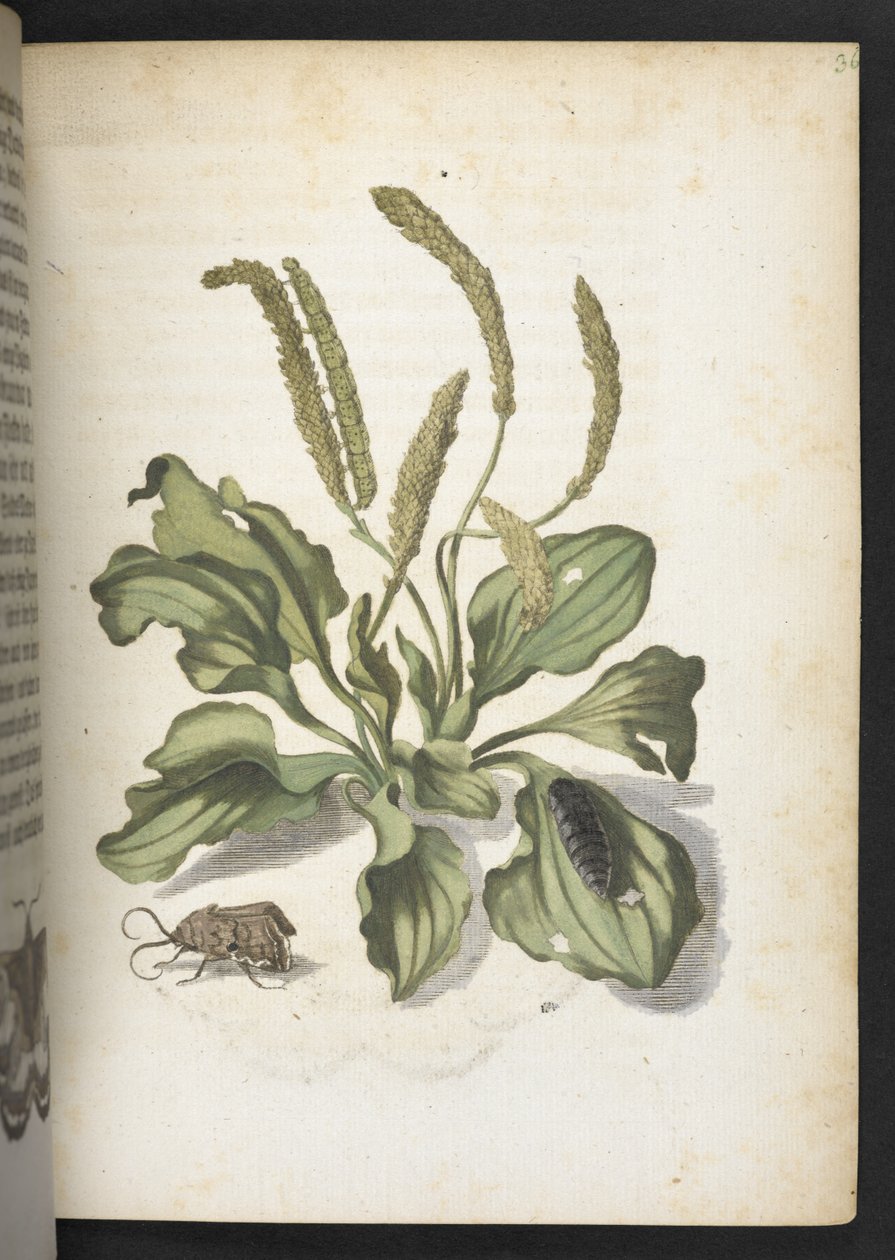 La merveilleuse transformation des chenilles et leur nourriture florale... - Maria Sibylla Merian