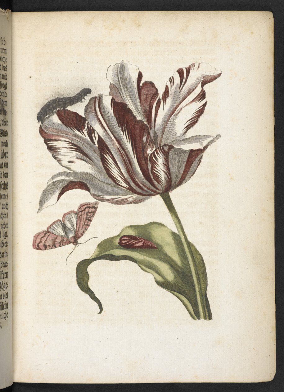 La merveilleuse transformation des chenilles et leur nourriture florale... - Maria Sibylla Merian