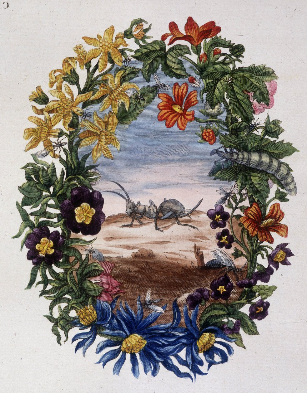 Fourmi - Maria Sibylla Merian