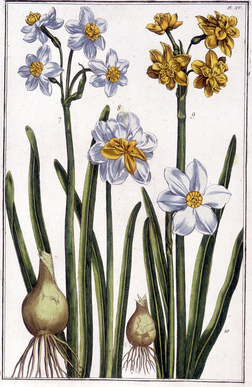 Narcisse - dans « Histoire générale des insectes de Surinam et de toute l