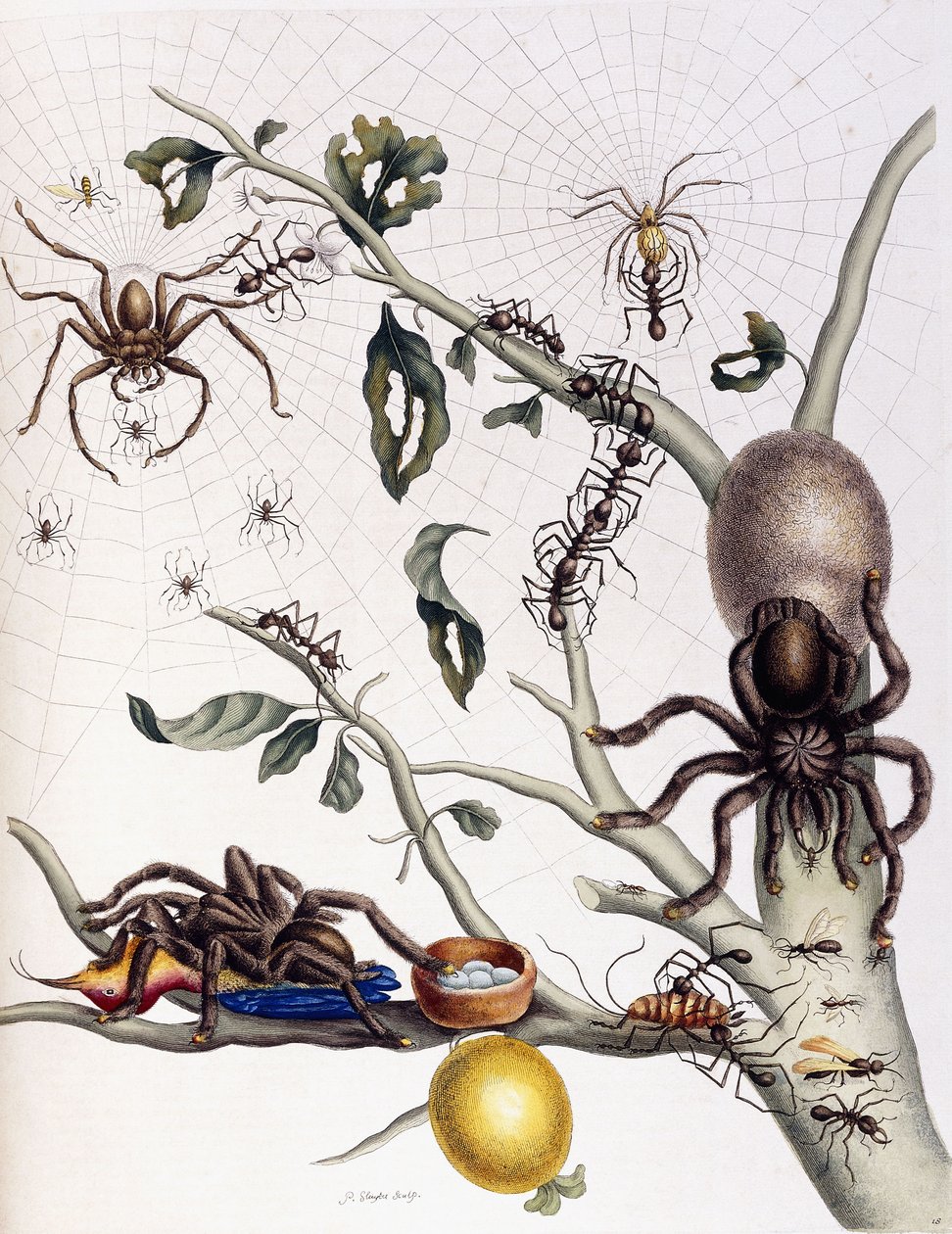 Divers arachnides d