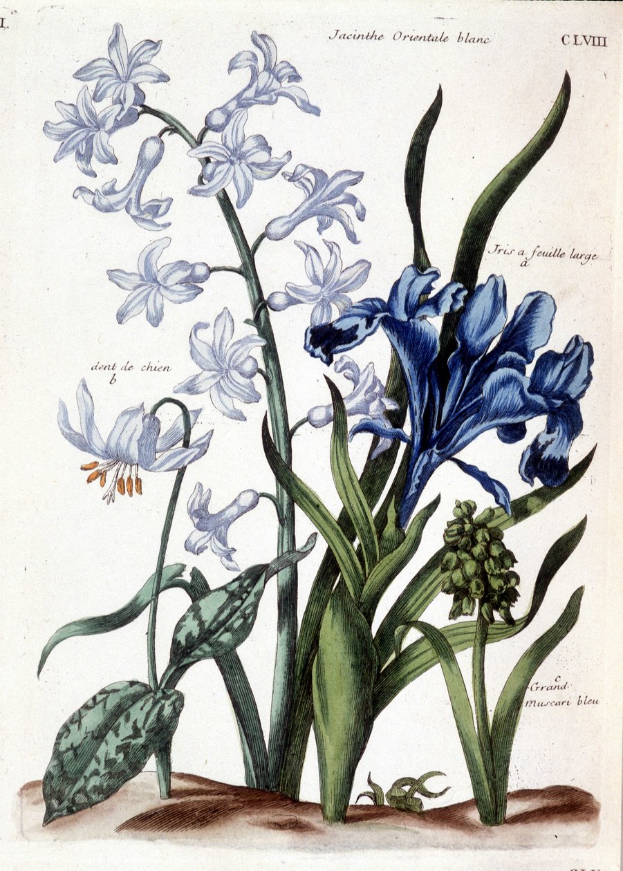 Jacinthe orientale blanche, iris à grande feuille, dent de chien, muscari bleu - dans Histoire générale des insectes de Surinam et de toute l
