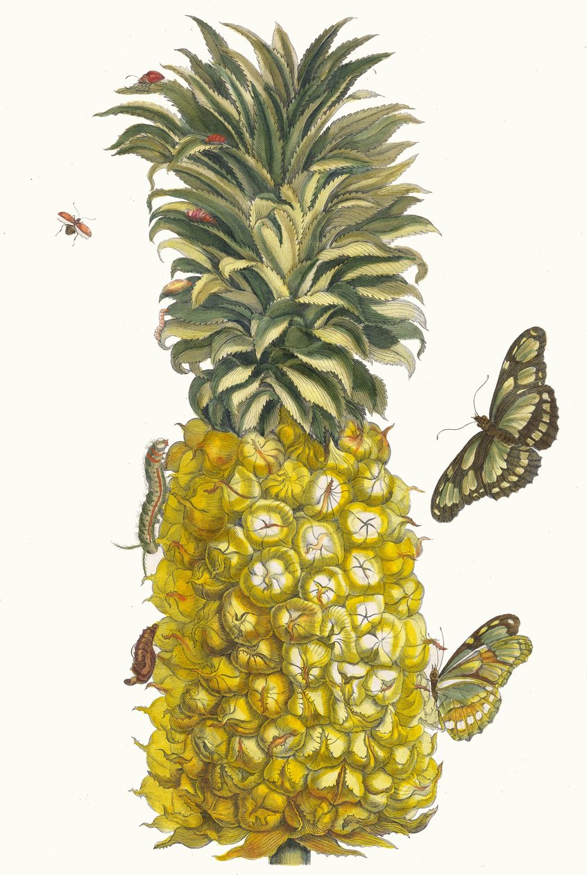 Ananas mur. Du livre Metamorphosis insectorum Surinamensium, 1705 - Maria Sibylla Merian