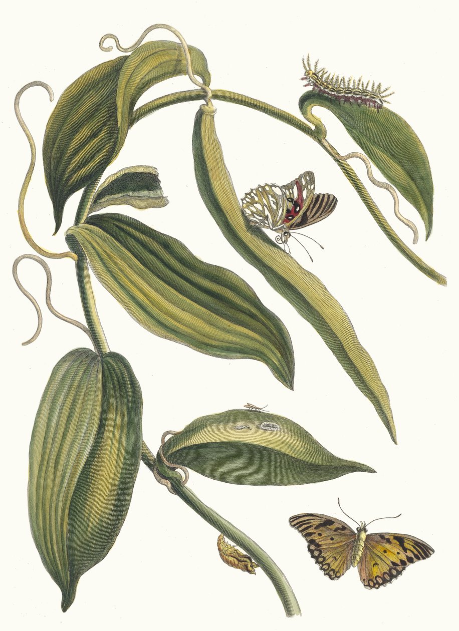 Banille. Du livre Metamorphosis insectorum Surinamensium, 1705 - Maria Sibylla Merian