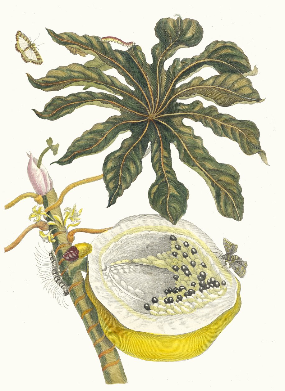 Carica papaya. Du livre Metamorphosis insectorum Surinamensium, 1705 - Maria Sibylla Merian