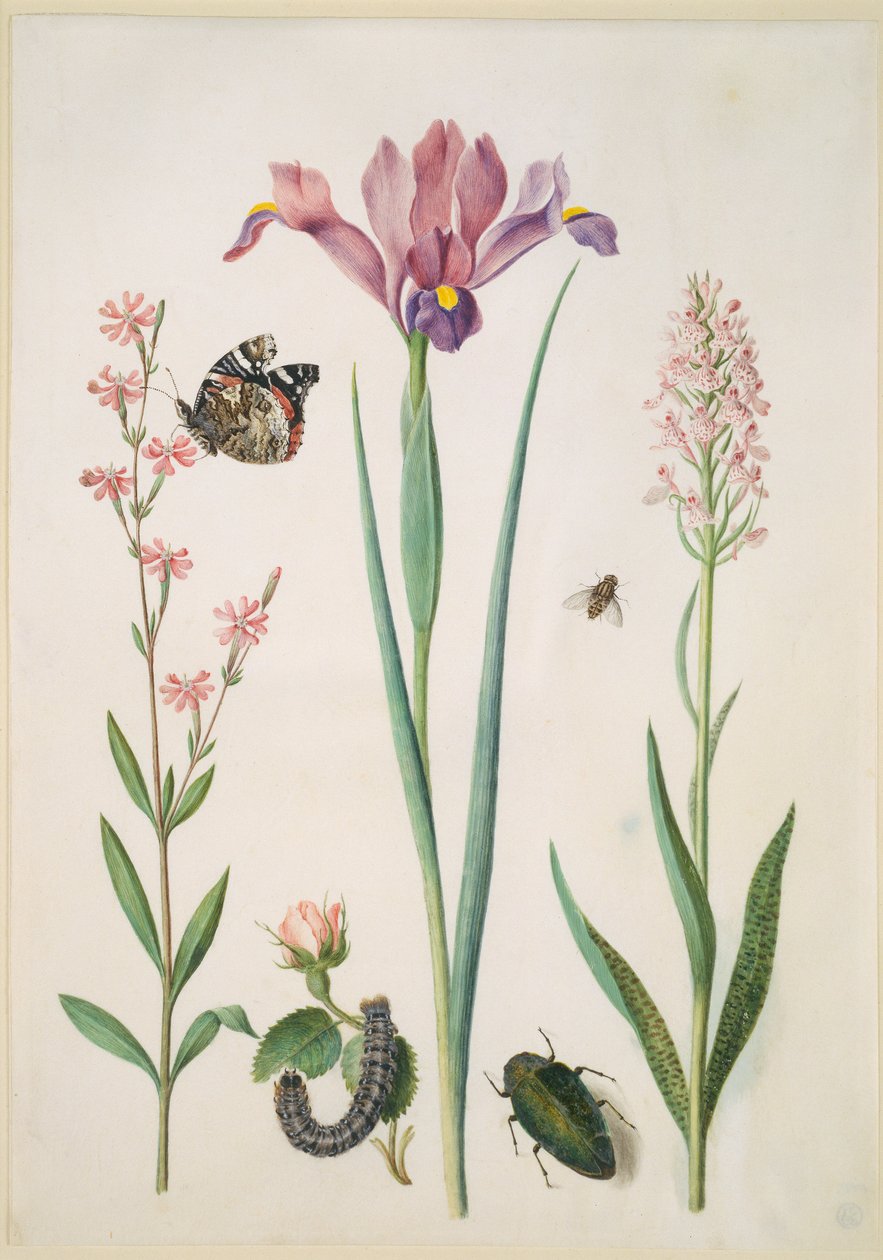 Silène avec vulcain, rose avec écaille fermière, iris, syrphe, bupreste et orchidée - Maria Sibylla Merian