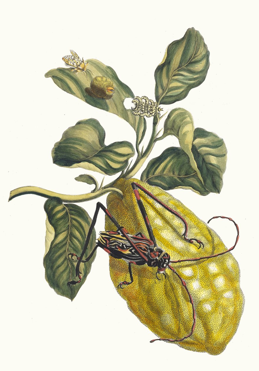 Citronier. Du livre Metamorphosis insectorum Surinamensium, 1705 - Maria Sibylla Merian