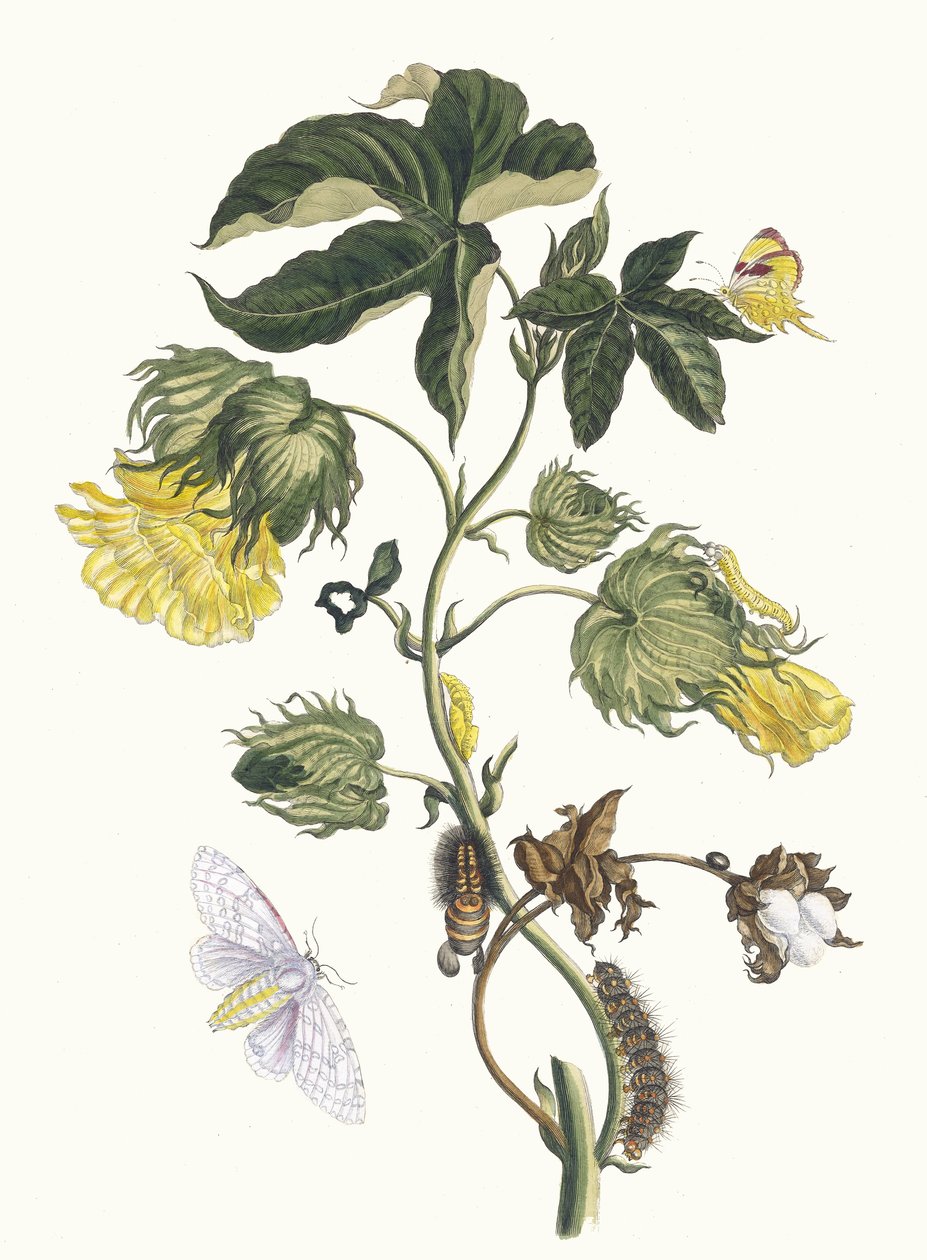 Cotonier. Du livre Metamorphosis insectorum Surinamensium - Maria Sibylla Merian