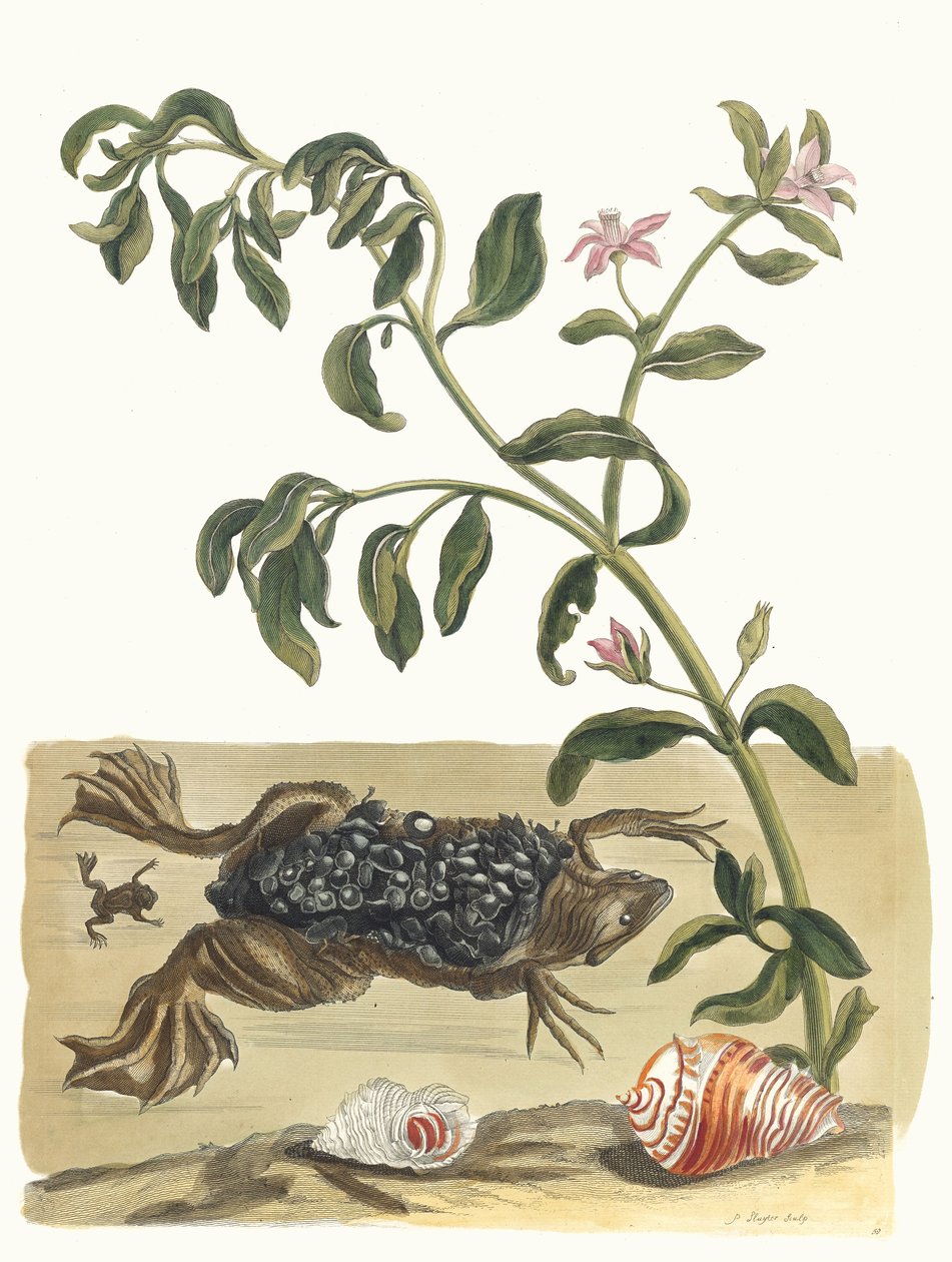 Cresson. Du livre Metamorphosis insectorum Surinamensium, 1705 - Maria Sibylla Merian