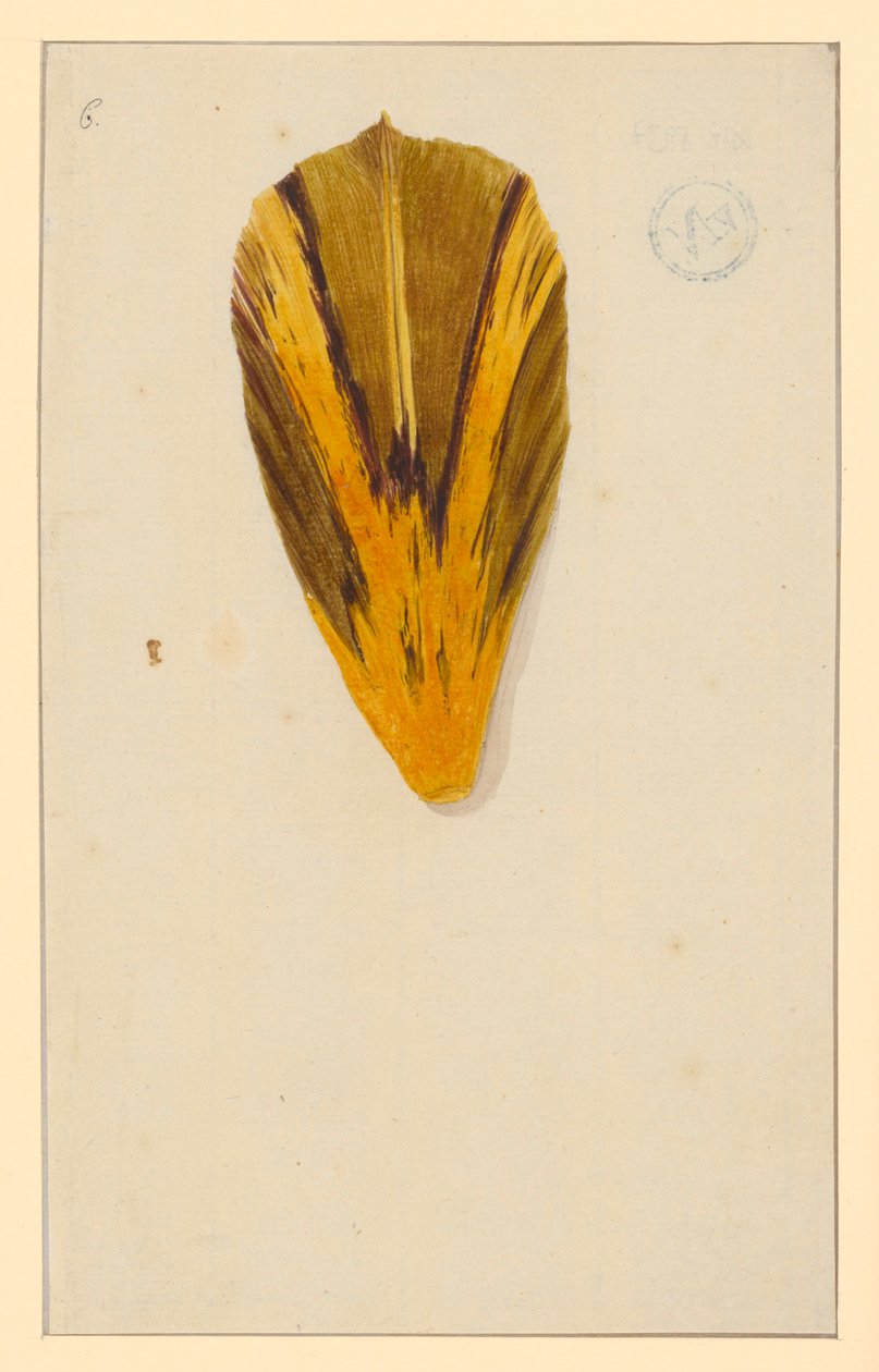 Einzelne Tulpenblätter - Maria Sibylla Merian