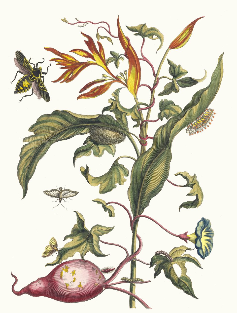 Ipomoea batatas et Heliconia psittacorum. Du livre Metamorphosis insectorum..., 1705 - Maria Sibylla Merian