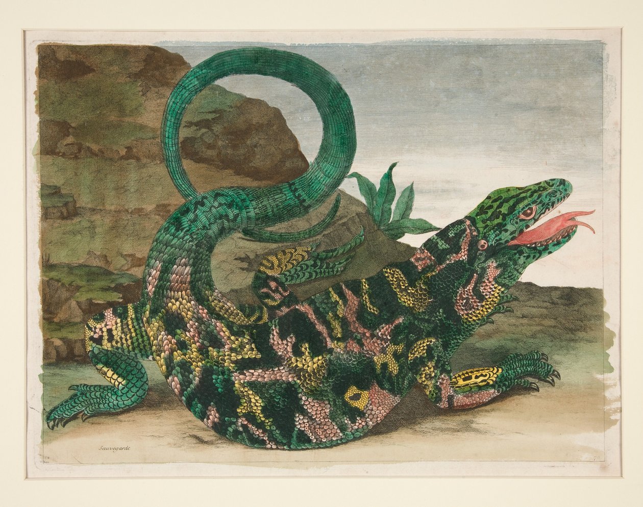 Lézard, tiré de *Metamorphosis Insectorum Surinamensium* - Maria Sibylla Merian