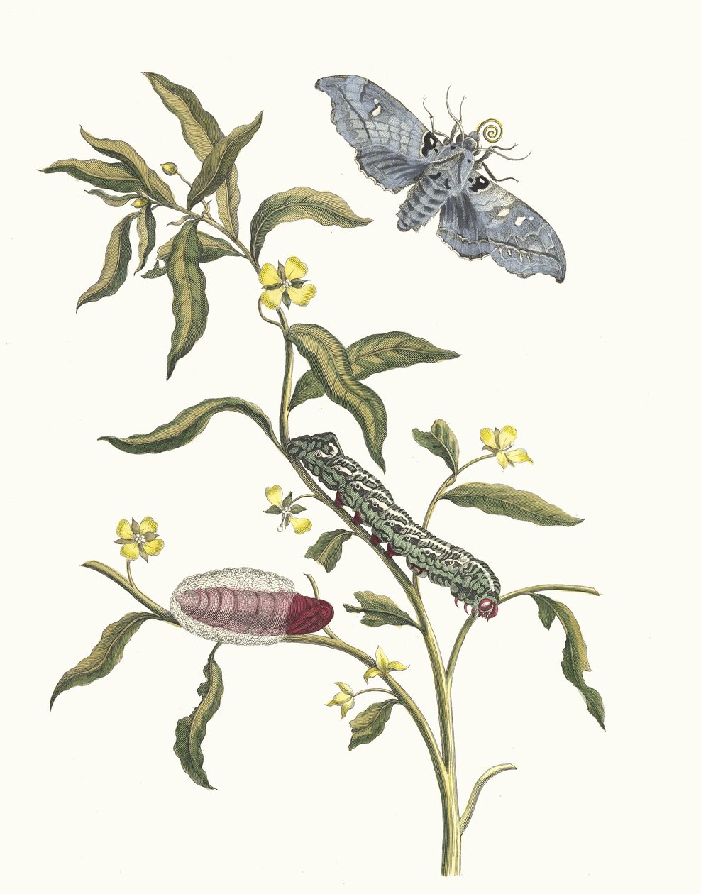 Ludwigia octovalvis. Du livre Metamorphosis insectorum Surinamensium, 1705 - Maria Sibylla Merian