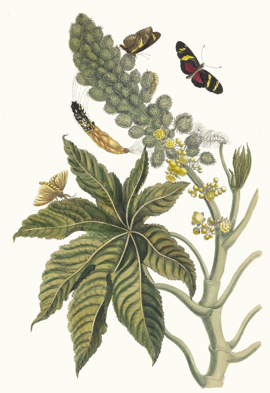 Palma Christi. Du livre Metamorphosis insectorum Surinamensium, 1705 - Maria Sibylla Merian