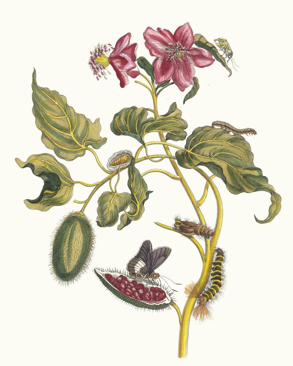 Rocu. Du livre Metamorphosis insectorum Surinamensium, 1705 - Maria Sibylla Merian