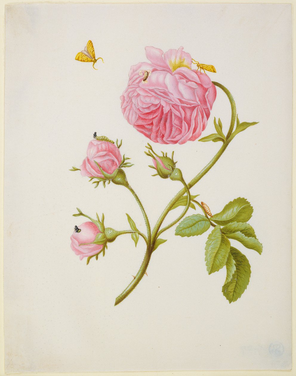 Rose présentant la métamorphose d