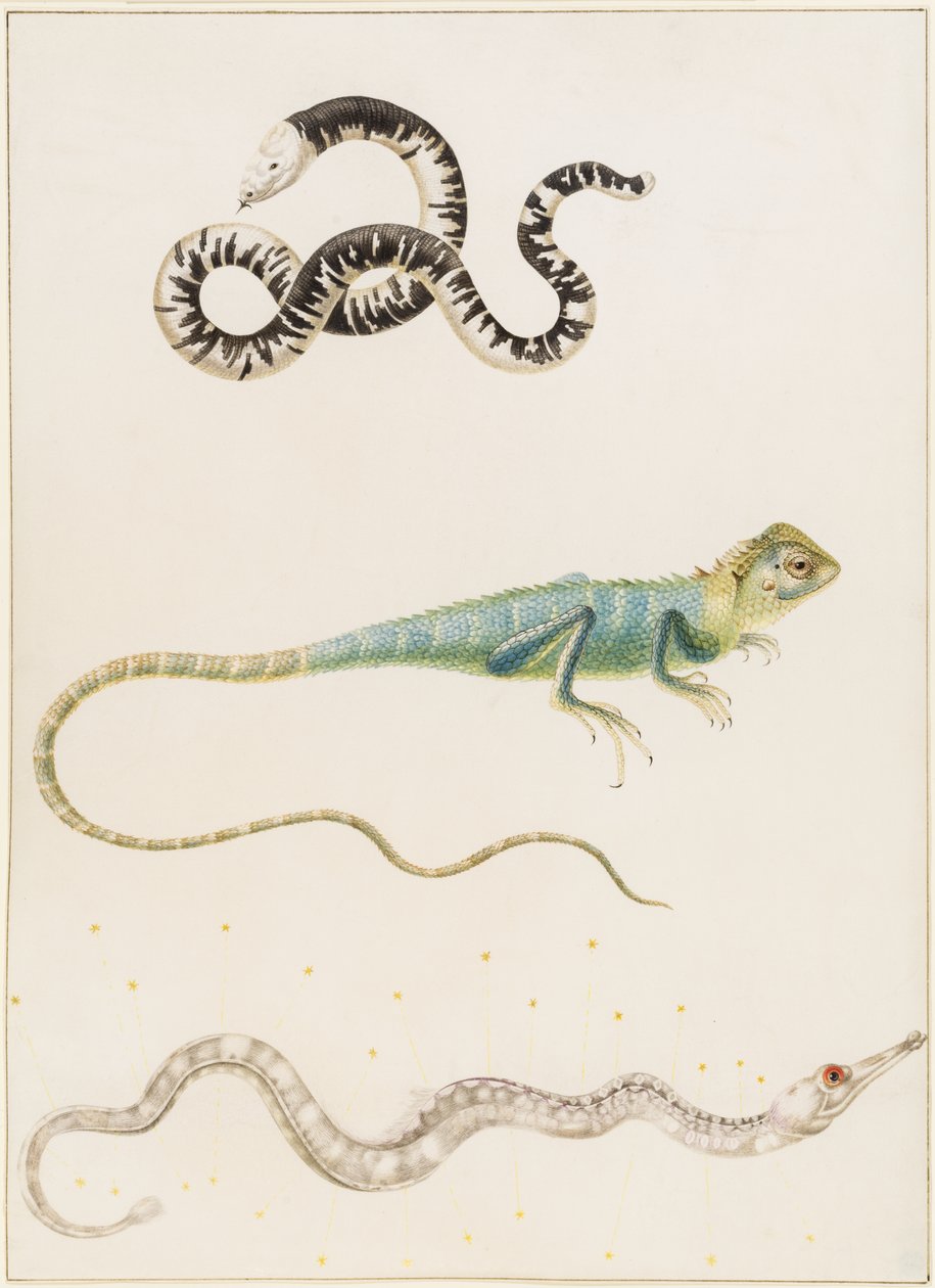 Lézard-ver sud-américain à petite tête, iguane ou lézard arboricole des Indes orientales et syngnathe - Maria Sibylla Merian