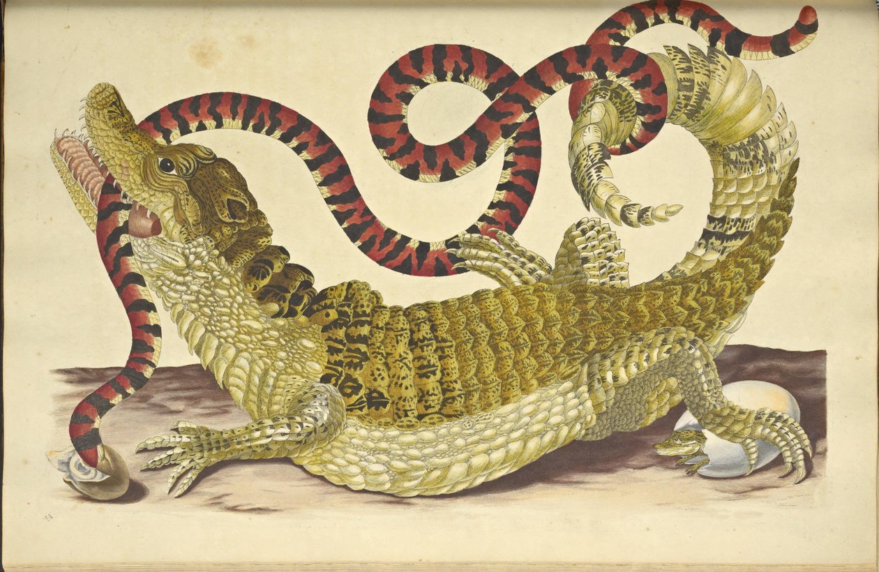 Caïman à lunettes et un faux serpent corail - Maria Sibylla Merian
