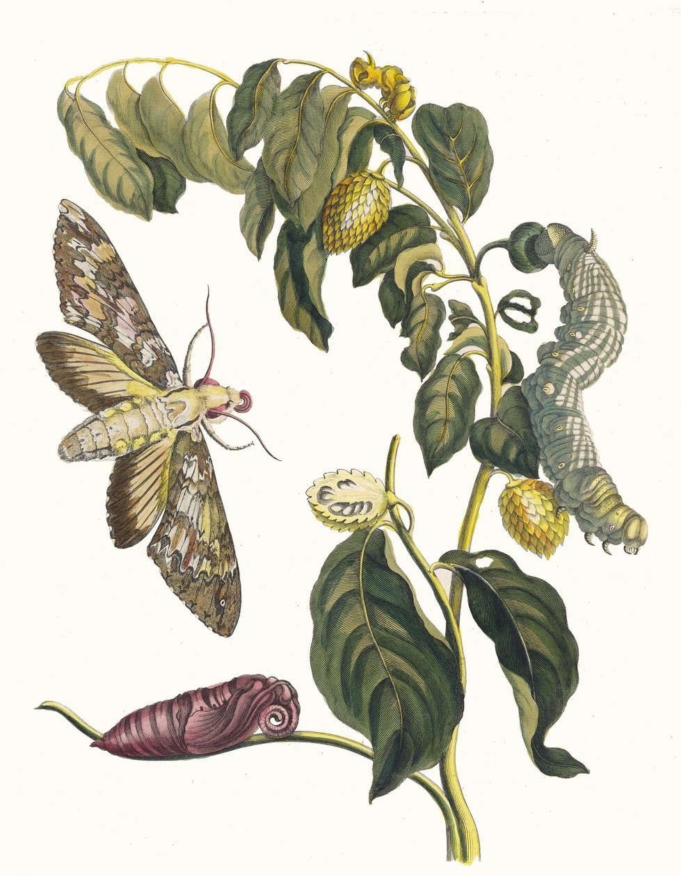 Zursak. Du livre Metamorphosis insectorum Surinamensium (1705) - Maria Sibylla Merian